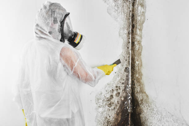 Best Mold Damage Repair  in Centralia, IL