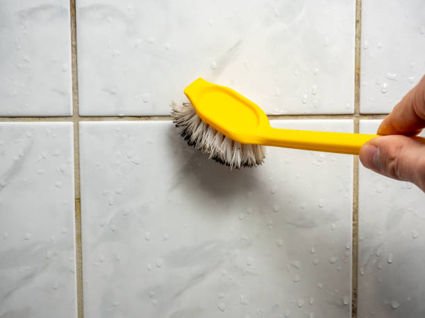 Trusted Centralia, IL Mold Removal Experts