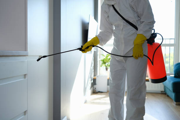 Best Black Mold Removal  in Centralia, IL