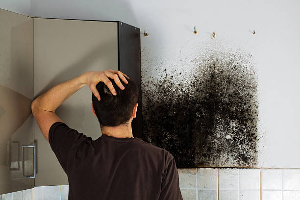 Best Office Mold Removal Services  in Centralia, IL