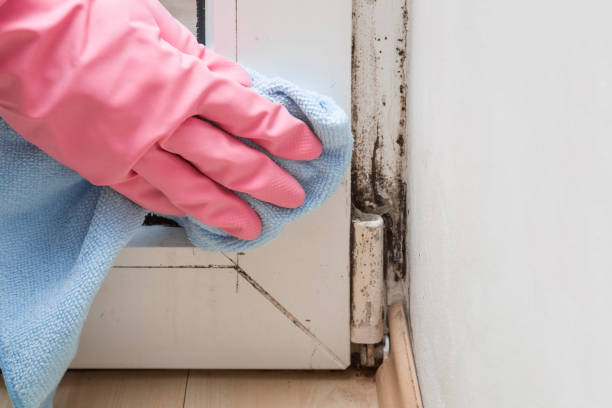 Best Toxic Mold Removal  in Centralia, IL